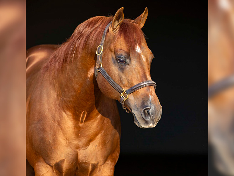 Gunners Tinseltown - Find A Stallion - NRHA